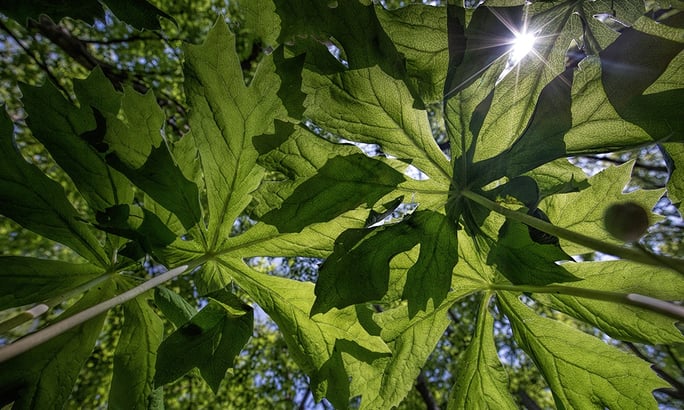 take-5-photo-contest-plants.jpg