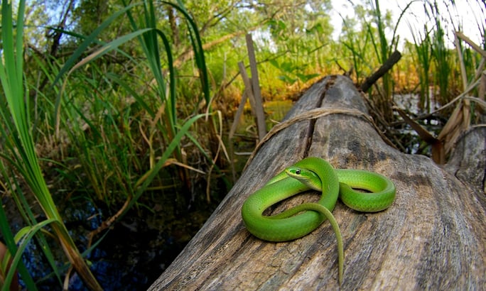 take-5-photo-contest-voters-animals.jpg