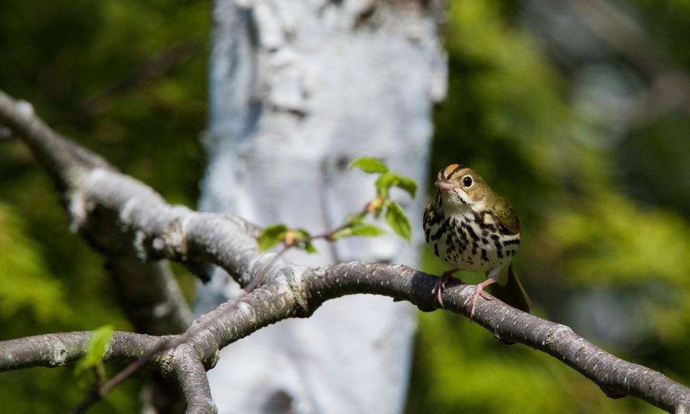 Ovenbird-©-mirceax-Getty-Images-100-600px