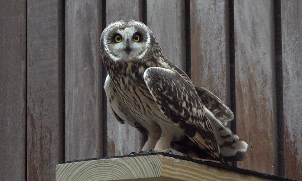 Owl-in-flight-cage