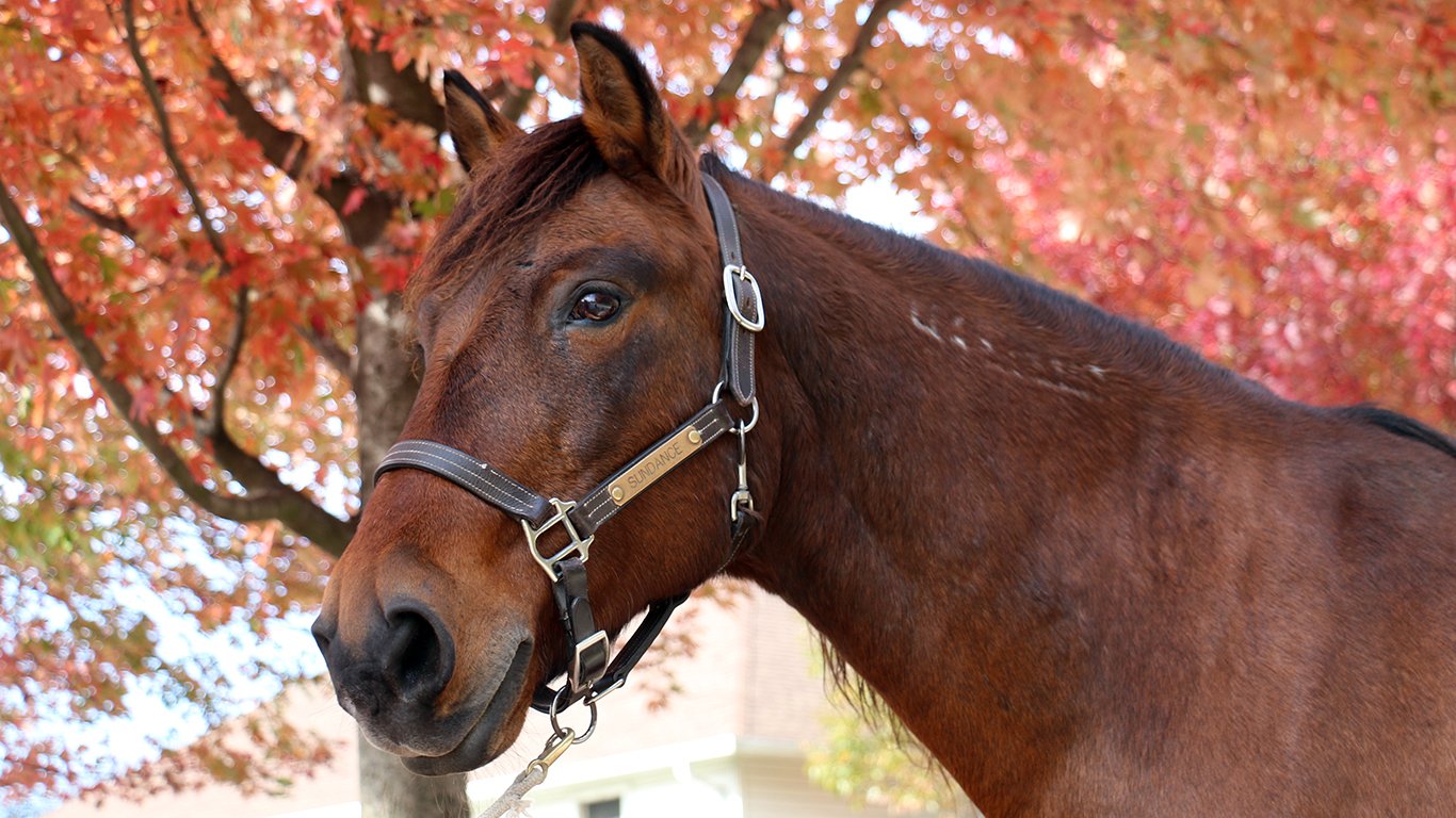 Sundance-Danada-Equestrian-Center