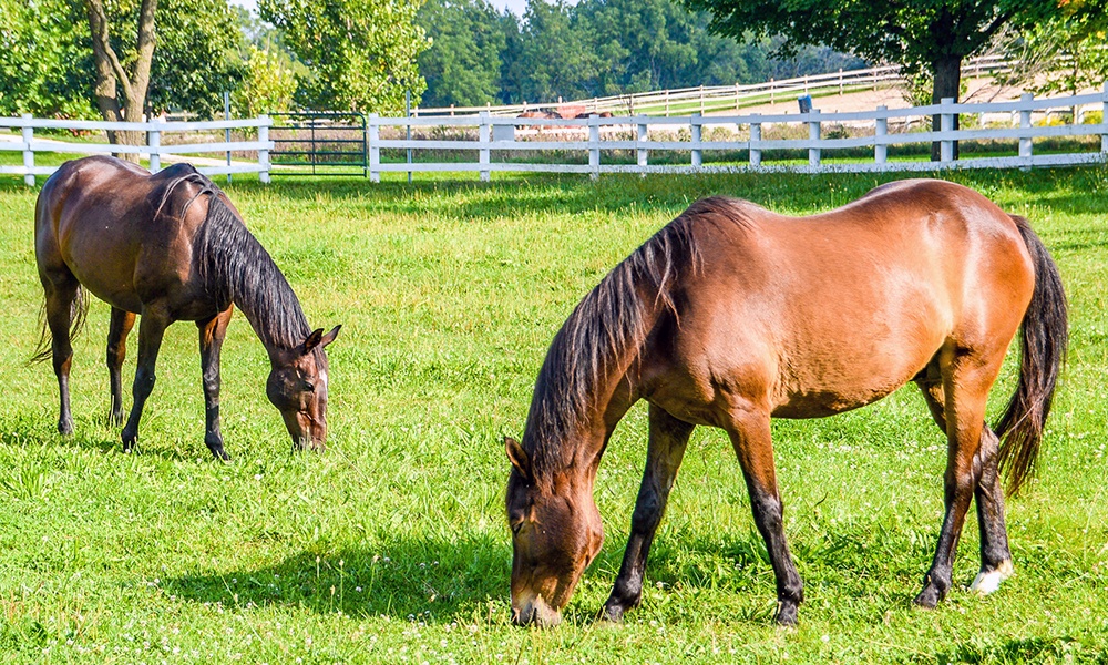 horses-grazing-danada-equestrian-center