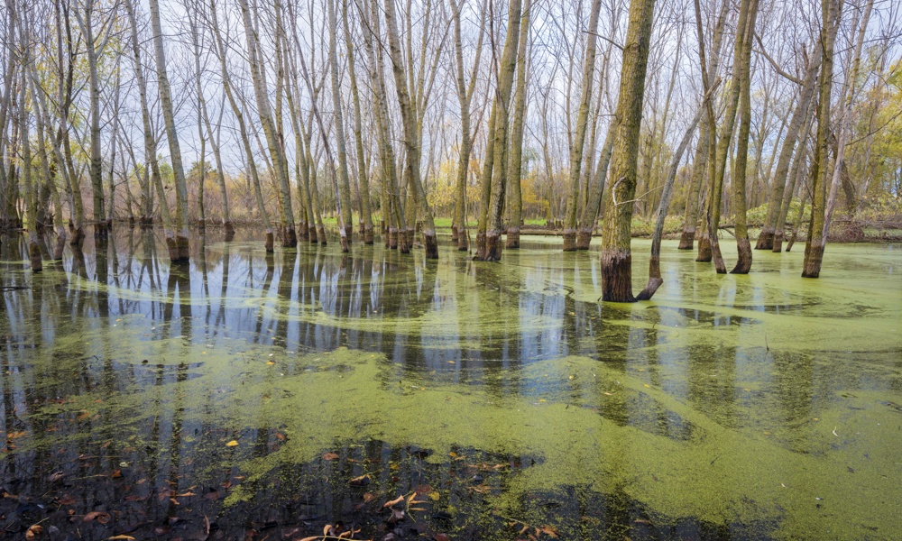 big-woods-ephemeral-pond-MarkBaldwin