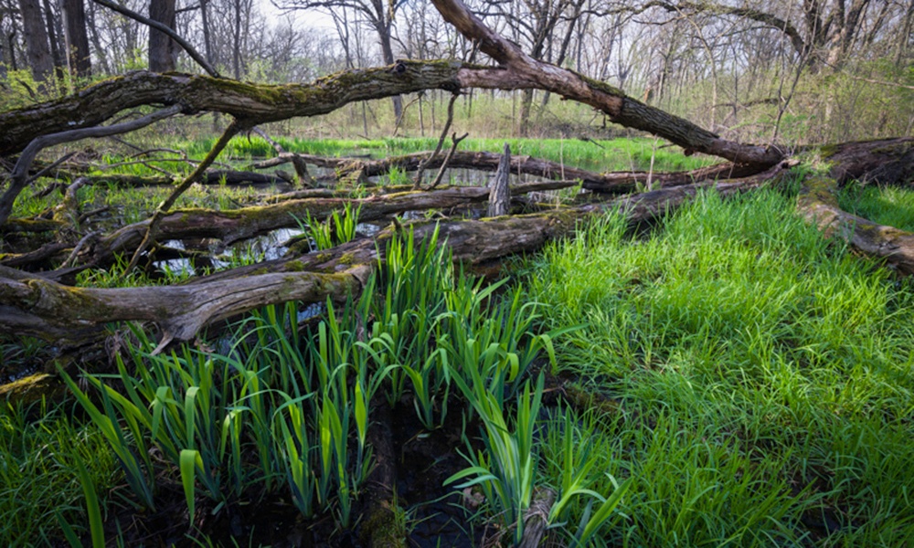 big-woods-ephemeral-pond-felled-tree-MarkBaldwin