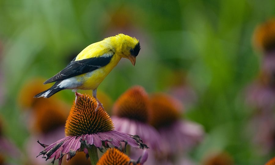 A yellow and black goldfinch stands on a flower.