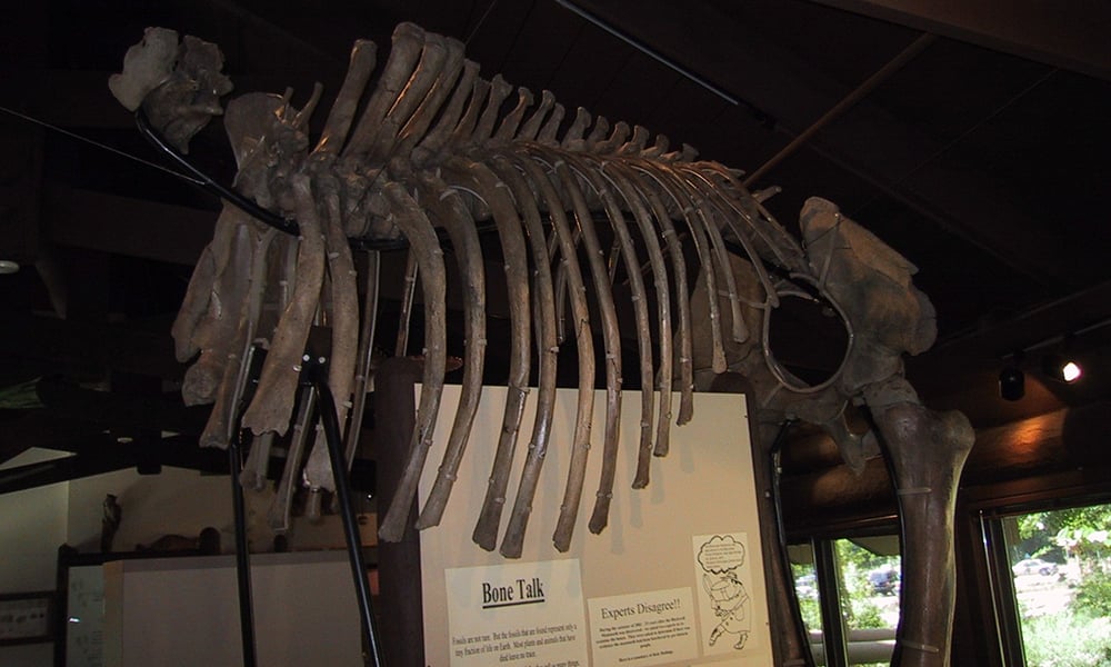 Mammoth-FBW-1000x600