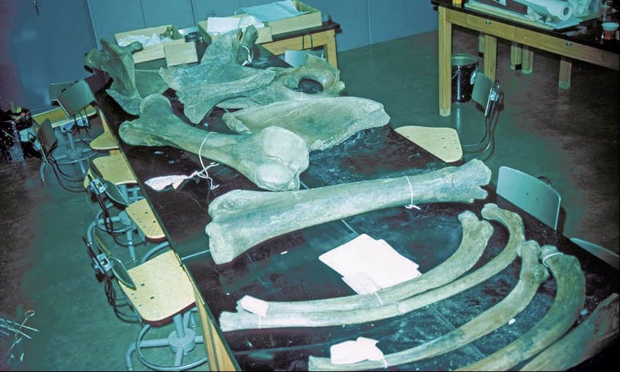 Large bones are arranged on a table in a research center.