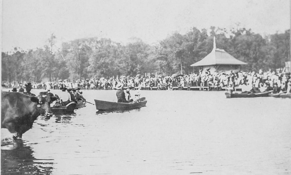 Boat-cow-Naper-Settlement-1000x600