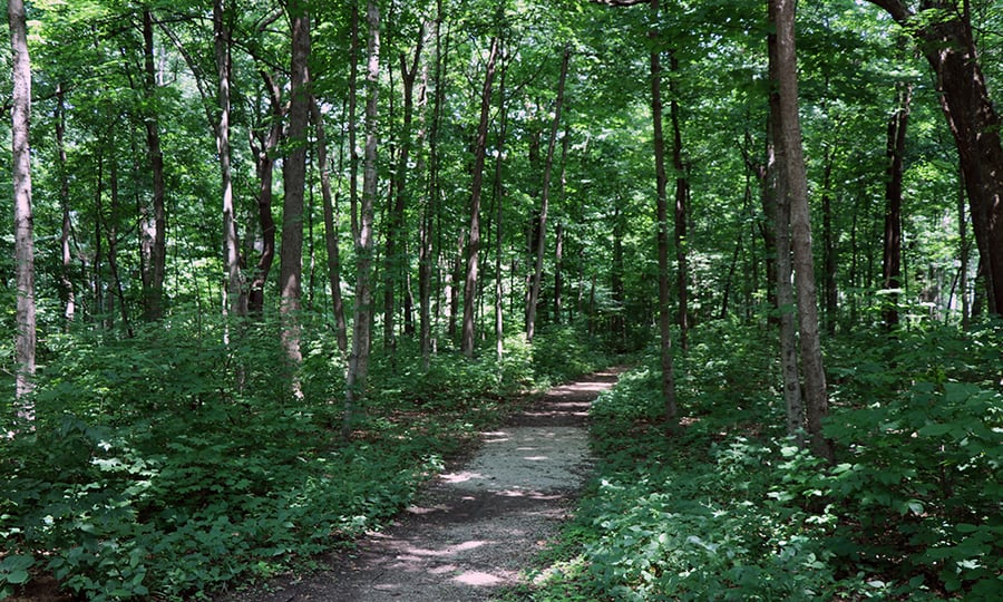 A hiking path meanders through a dense forest.