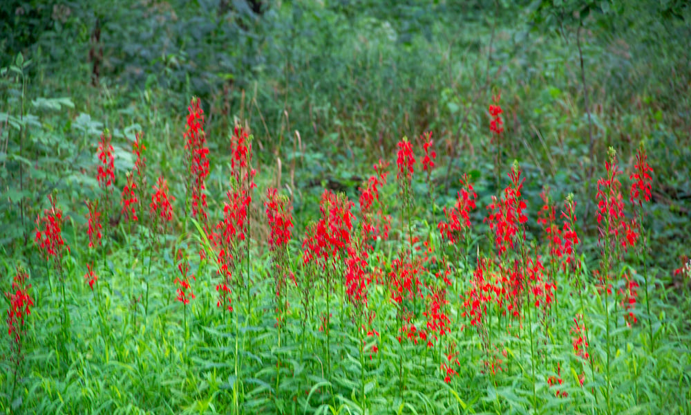 Cardinal-flowers-Babcock-Grove-IMG-6716