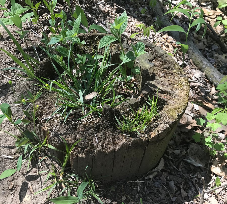 Plants grow from the stump of an old electric pole.