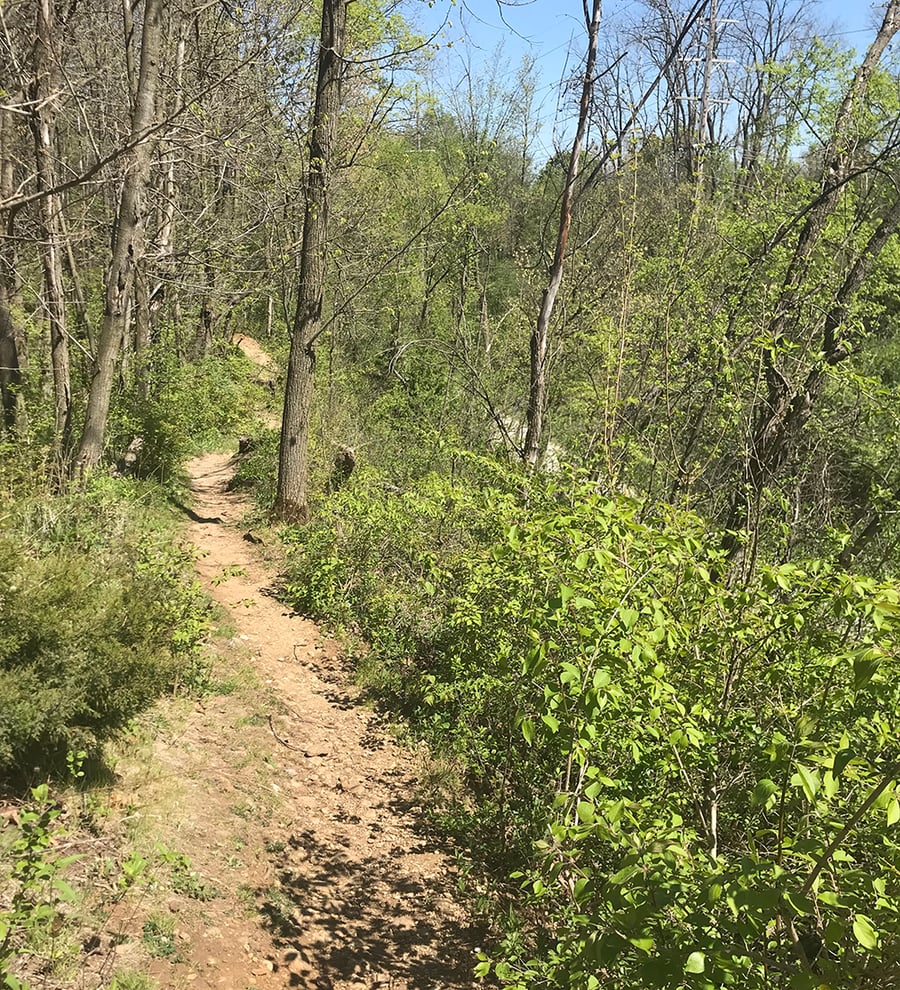 A trail at the top of a forested ridge.