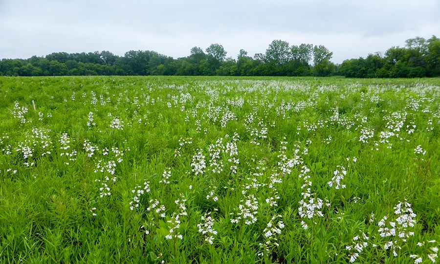 A field of white wildflowers.