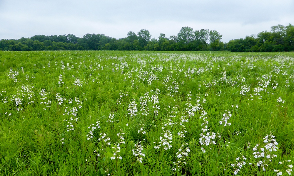 Dunham white flowers 1000x600