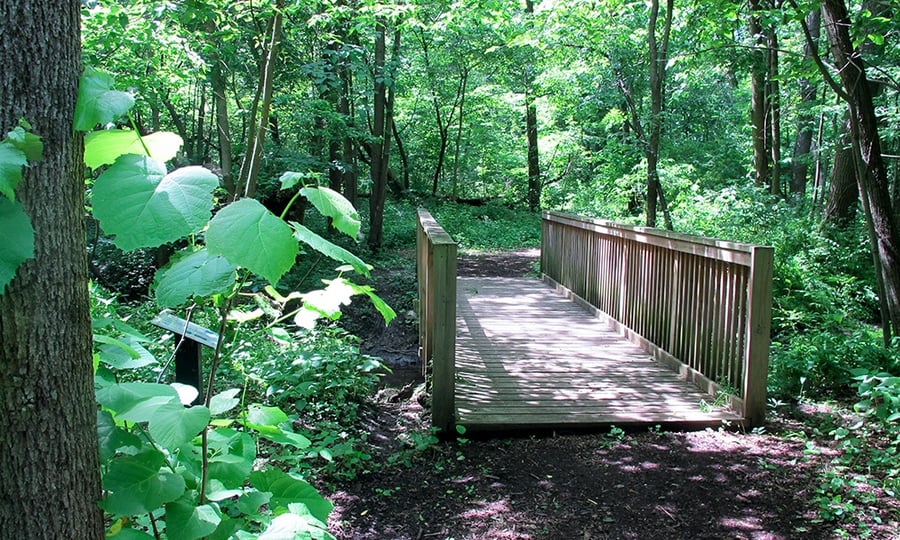 A wooden footbridge crosses a creek in the middle of a lush forest.