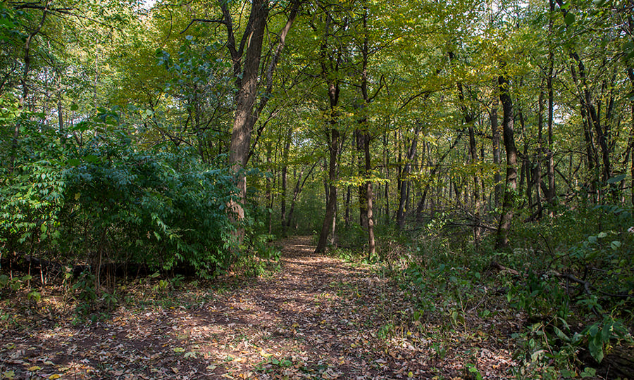 A forest trail is covered with fallen leaves.