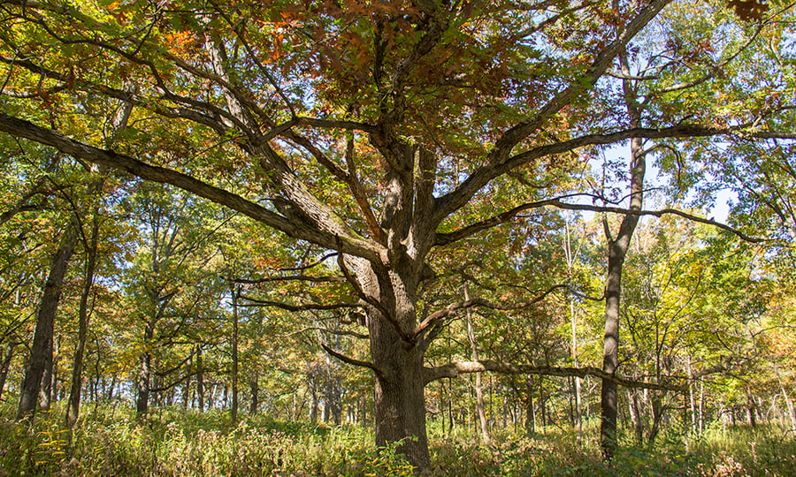 An oak tree's branches spread wide in varying directions, shading the forest floor.
