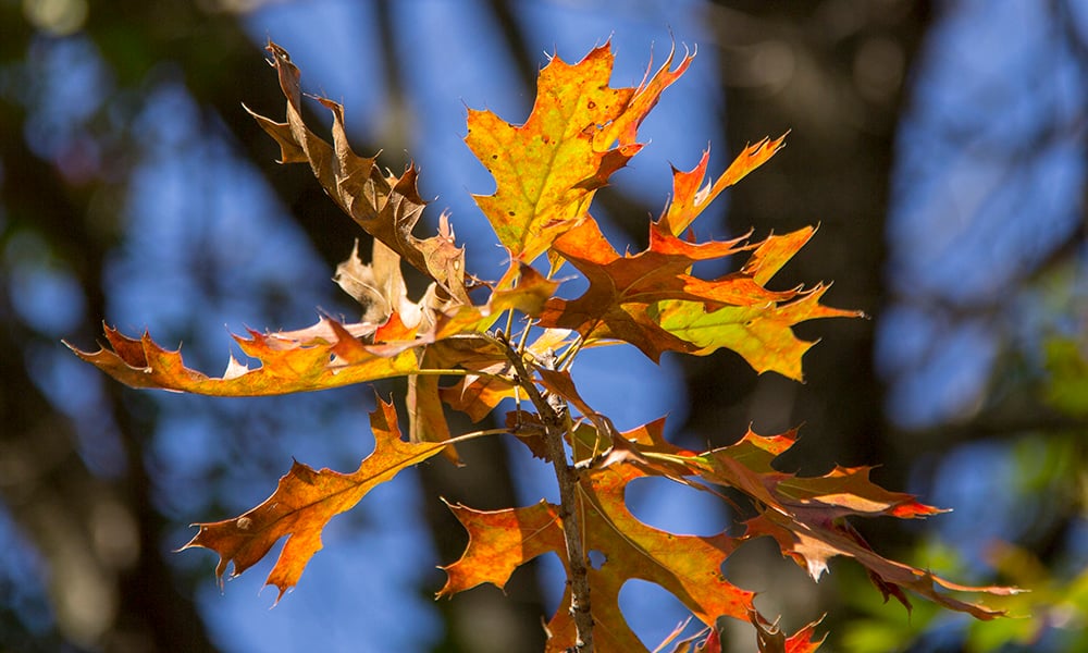 GV-oak-fall-1000x600