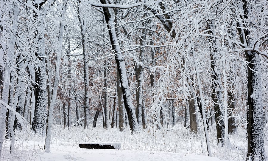 A bench is covered with snow in an empty forest.