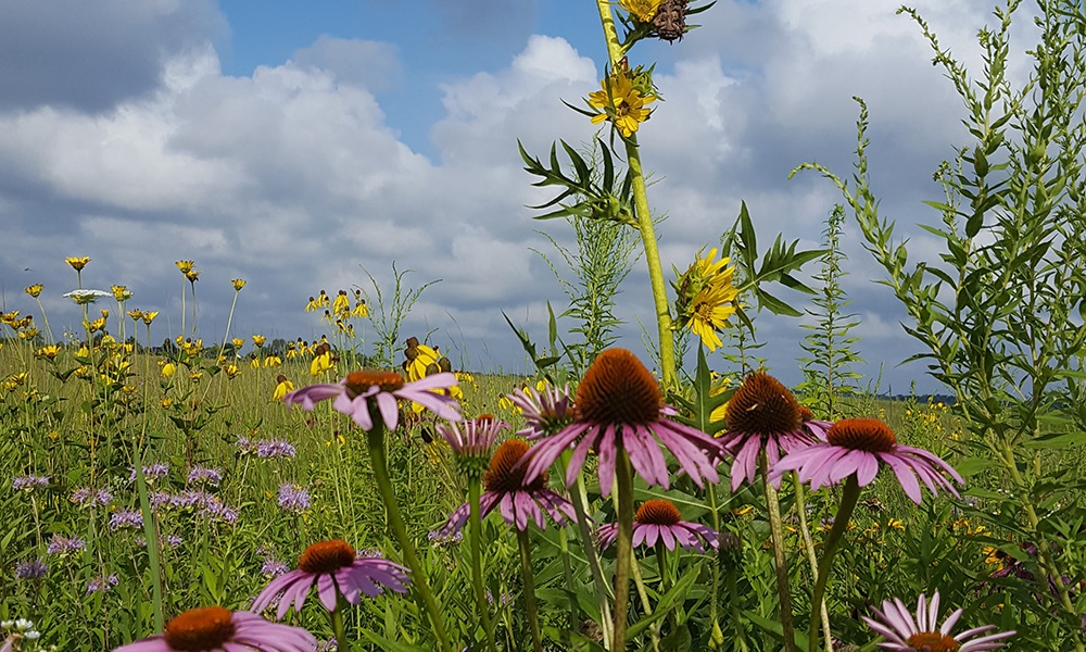 Hawk-Hollow-flowers-1000x600