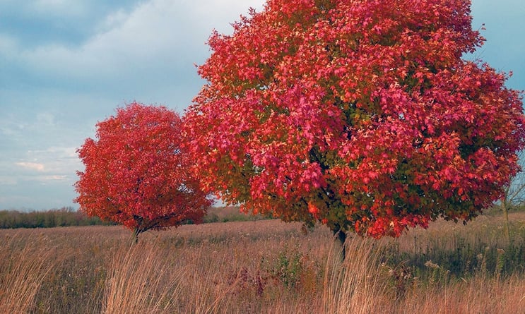 Hawk-Hollow-red-trees-1000x600.jpg