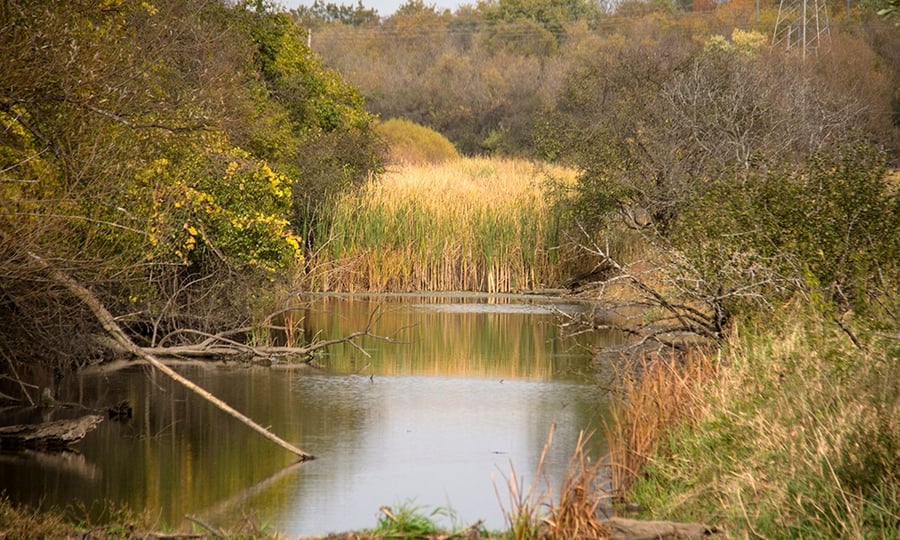 A small waterbody surrounded by grasses and bushes.