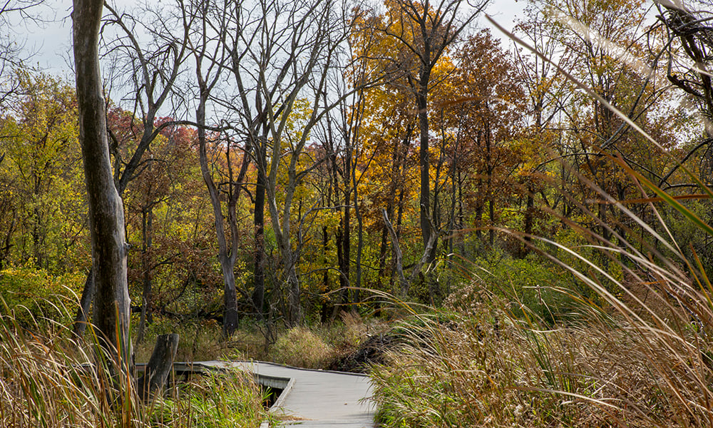 lyman-woods-boardwalk