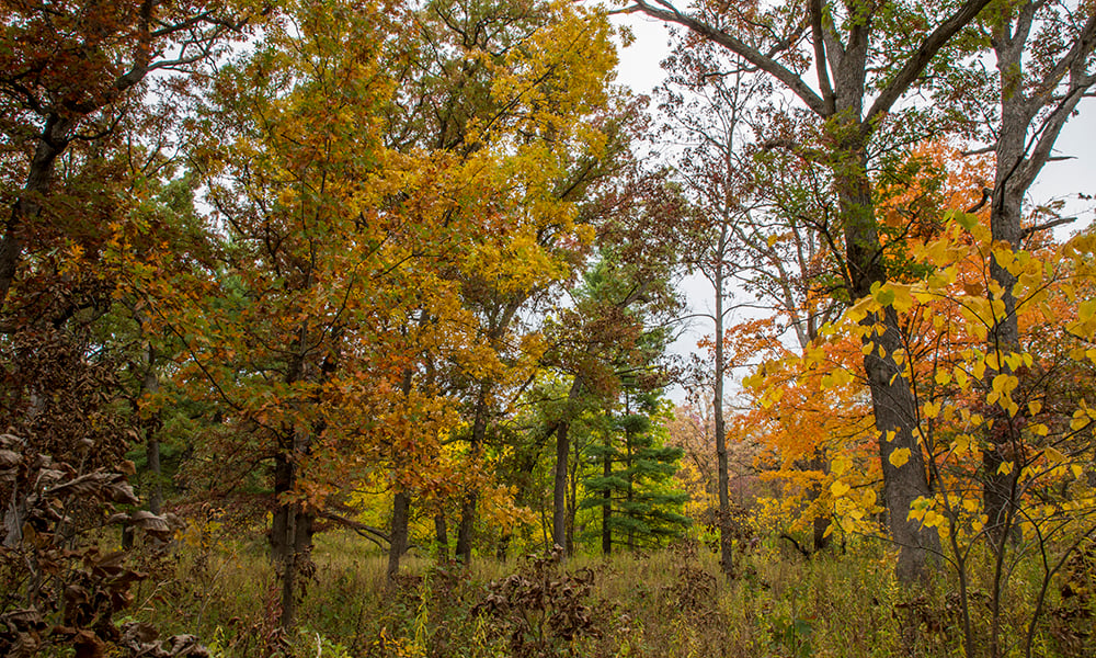 lyman-woods-fall-1000x600