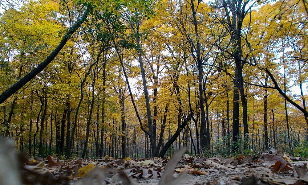 Maple-Grove-fall-colors-1000x600