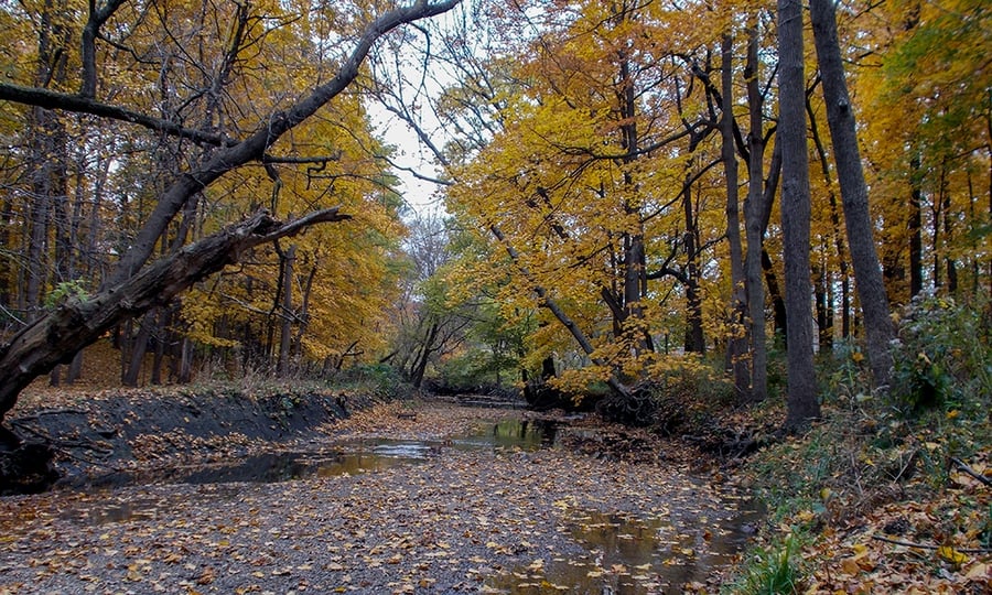 Trees with around leaves lean over a creek.