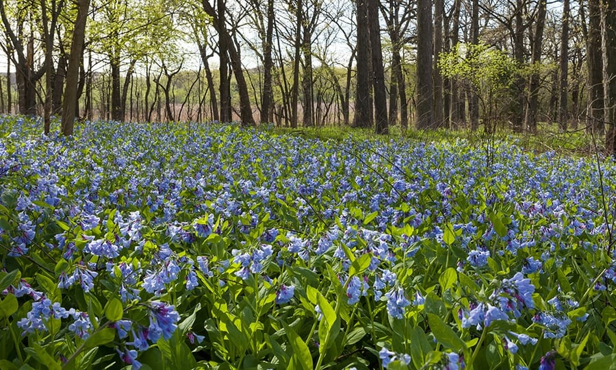 A field of blue flowers cover a forest floor.