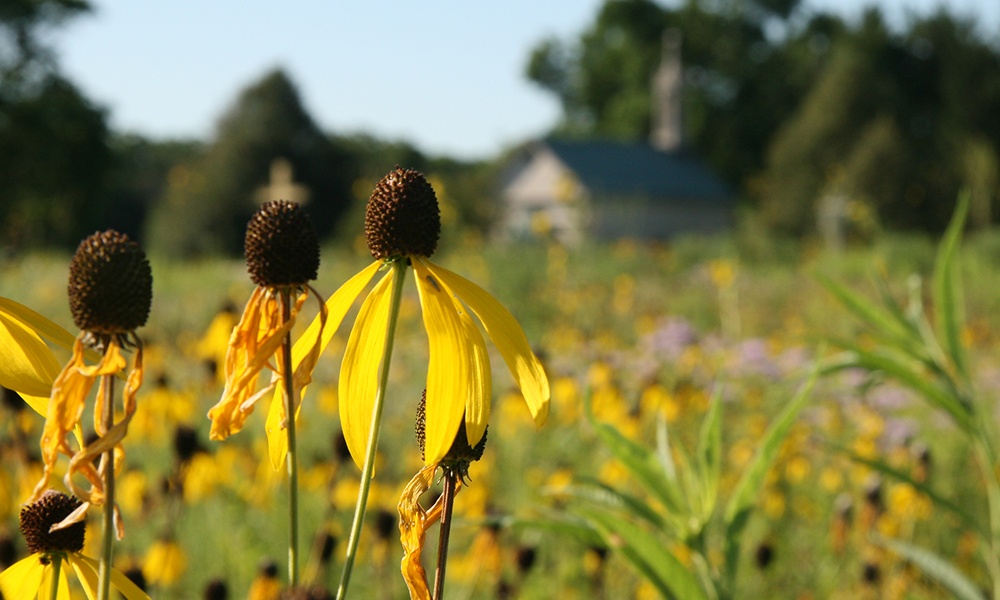 Mayslake-black-eyed-susans-1000x600