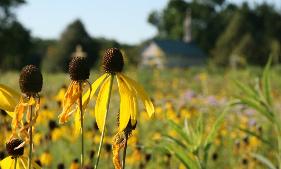 Yellow-colored flowers called Black-eyed Susans grow in a field.