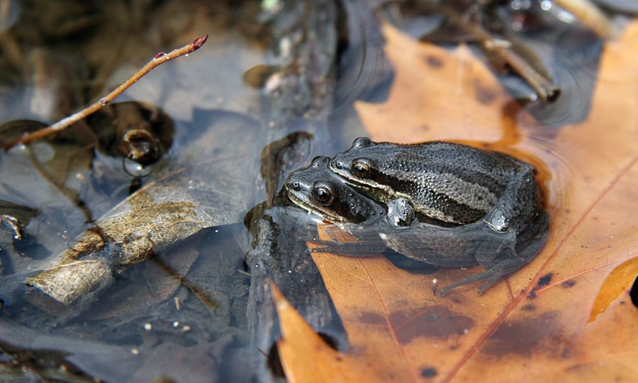 Two frogs are partially submerged in clear water and surrounded by leaves.