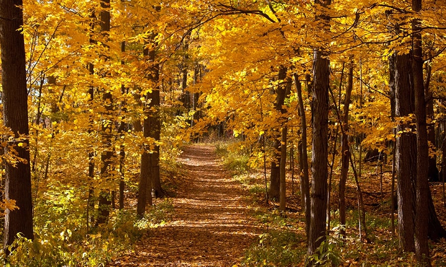 A forest shines orange in fall sunlight.