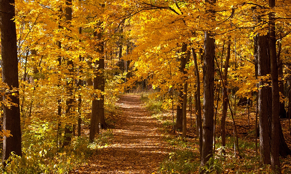 woodland-trail-fall-colors-meacham-grove