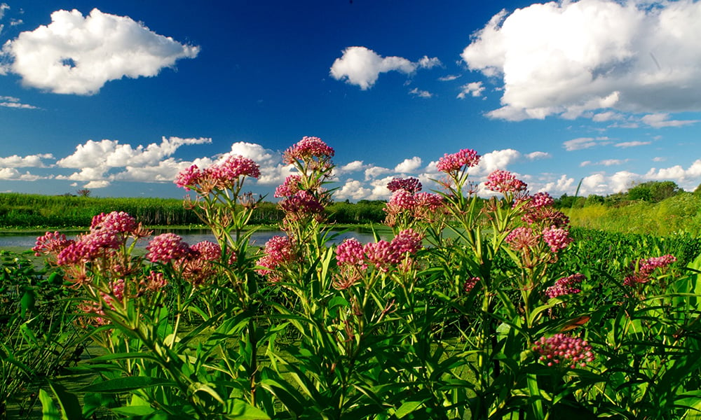 springbrook-prairie-milkweed-1000x600