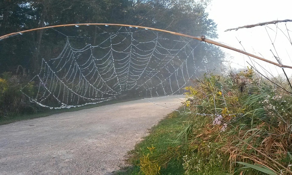 Timber-Ridge-spiderweb-1000x600