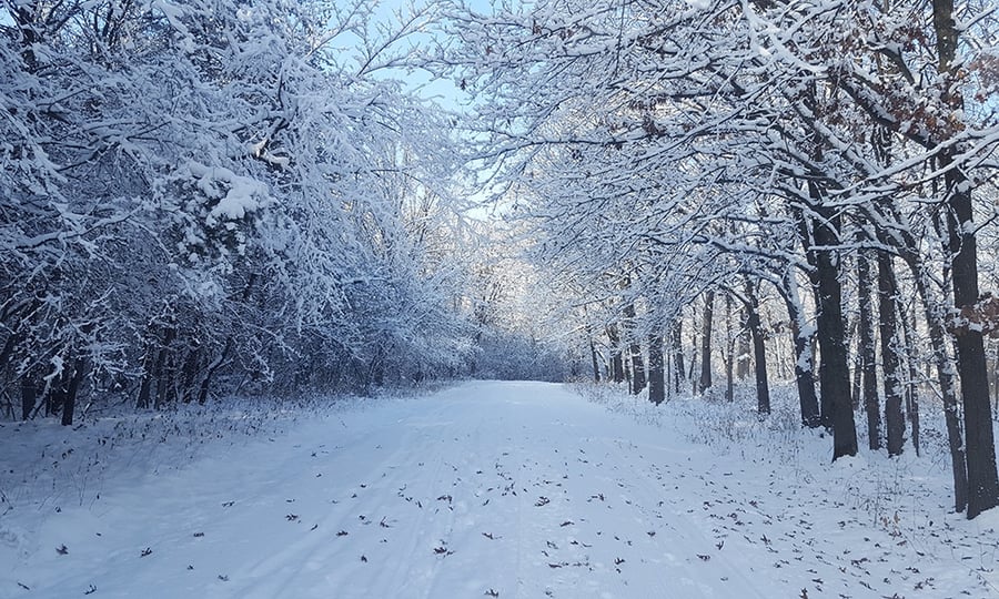 Trees with snow on their branches line a snowy trail.