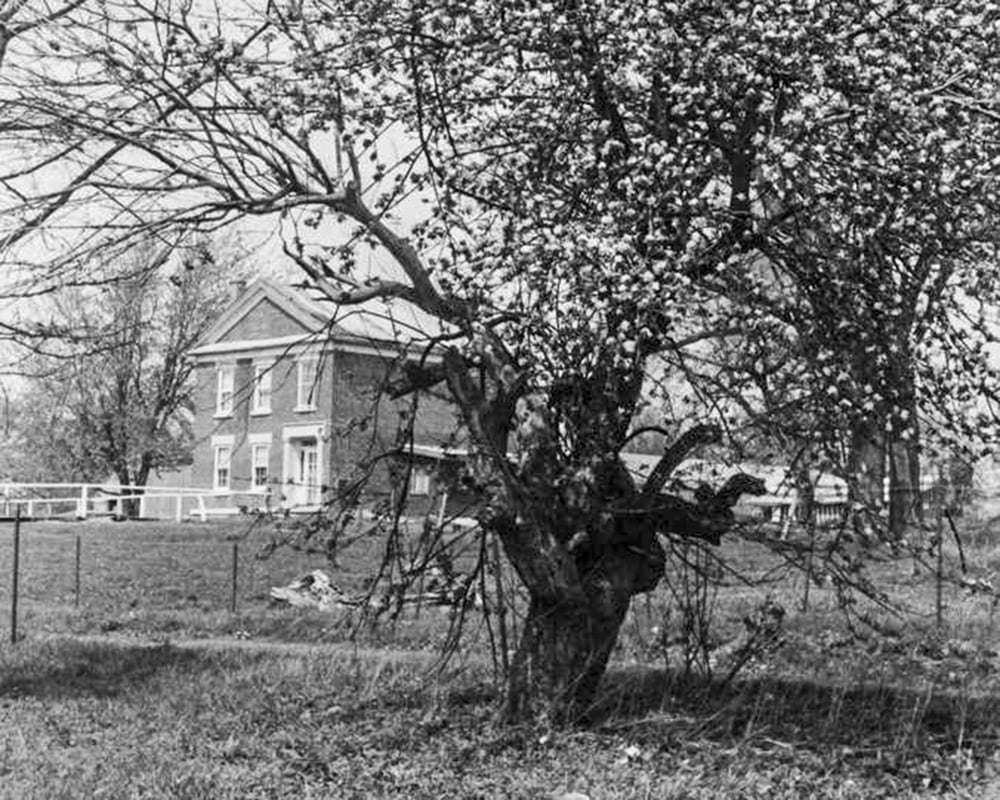 Baker-House-tree-1000x800