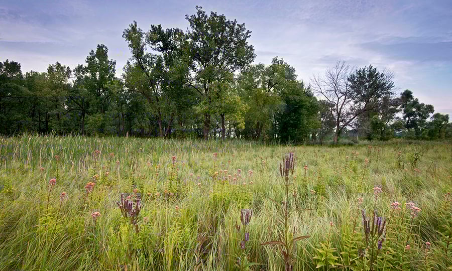 Purple flowers grow in a prairie with oak trees towering in the background.