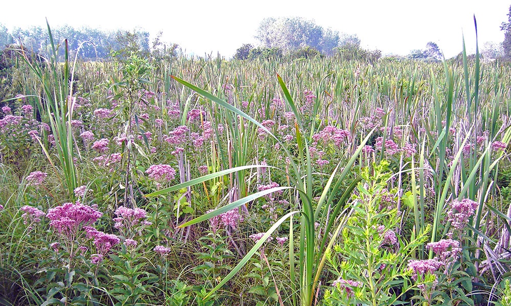 West-Chicago-Prairie-Pink