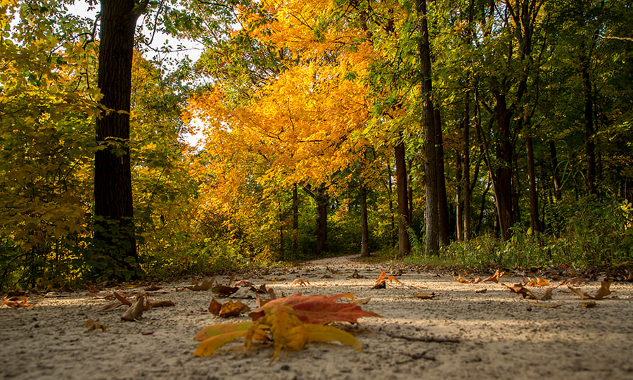 Orange leaves dot a trail as a tree glows in the sunlight.