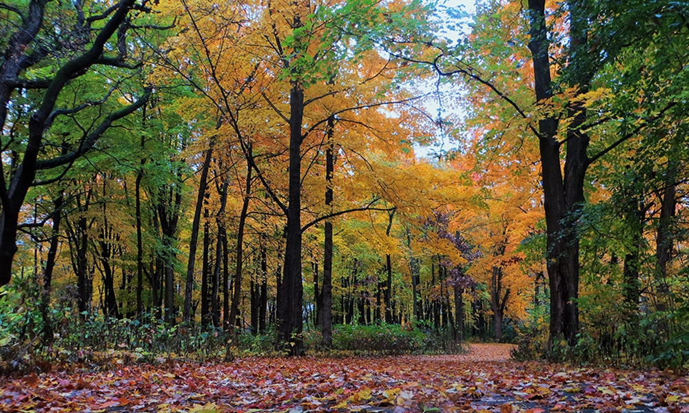 West-DuPage-Woods-Fall