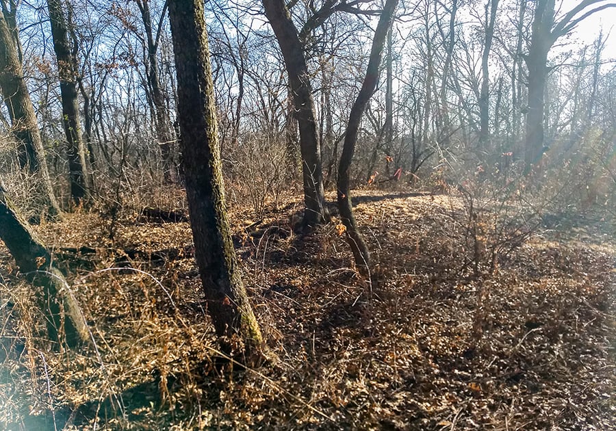 Trees and leaves cover the mounds.