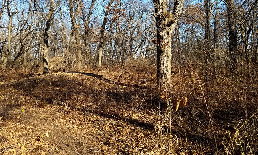 A forest with barren trees and leaves on the ground.