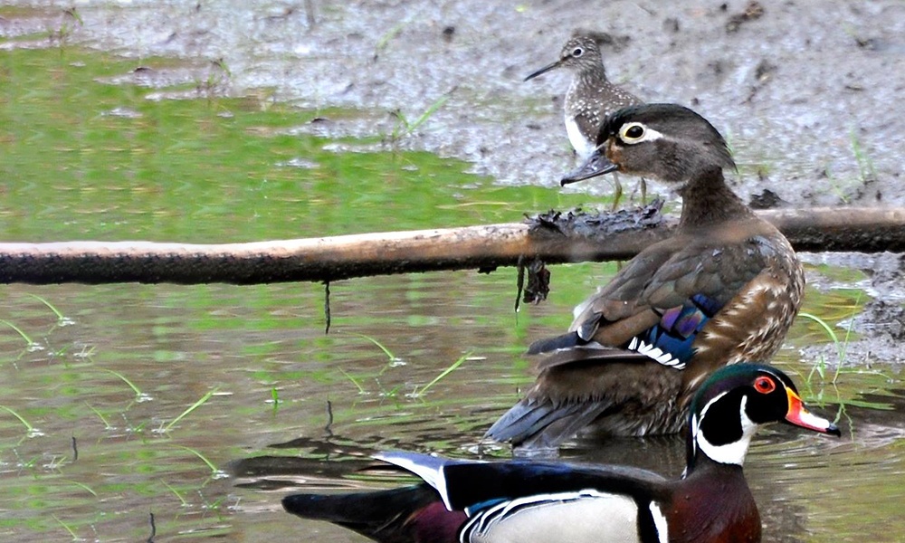 wood-ducks-plover-salt-creek