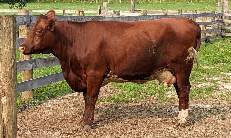 A brown cow stands near a wood fence.