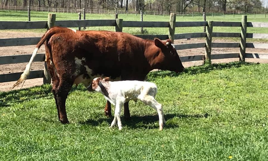 A calf drinks mild from it's mother's udders.