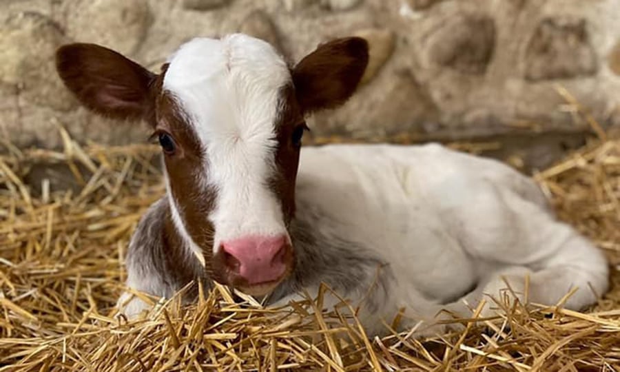 A white and brown calf lies on a bed of hay.
